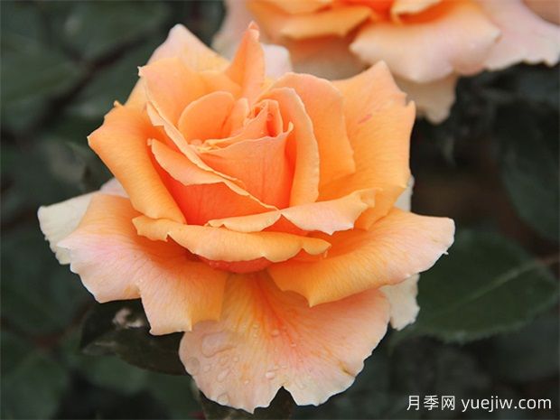 大花月季如何剪枝？開的更加茂盛美麗(圖1)