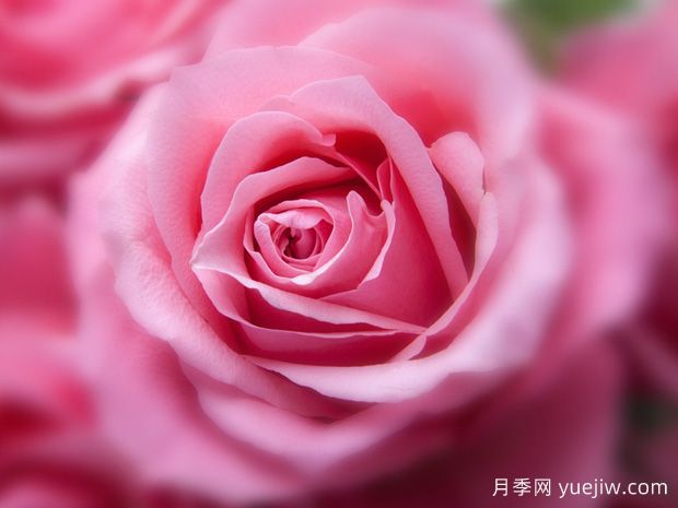 大花月季開花時間有哪些因素的影響？(圖1)
