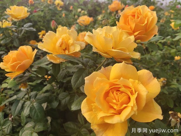 養(yǎng)殖月季的6個實用小技巧，輕松賞花(圖1)