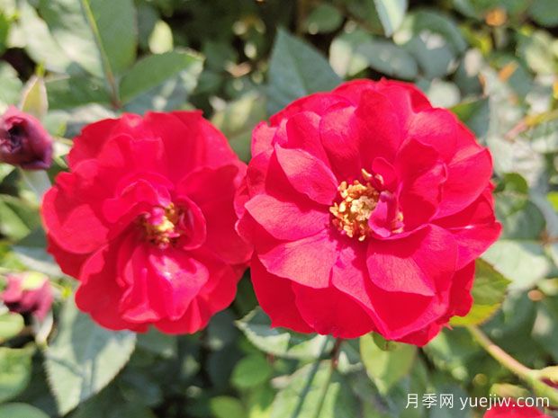 推薦8款豐花月季品種介紹，花滿枝頭，園林應(yīng)用花量多(圖2)
