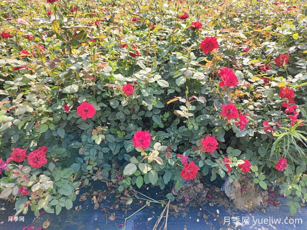 盆栽莫海姆月季優(yōu)秀豐花南陽基地批發(fā)供應(圖2)