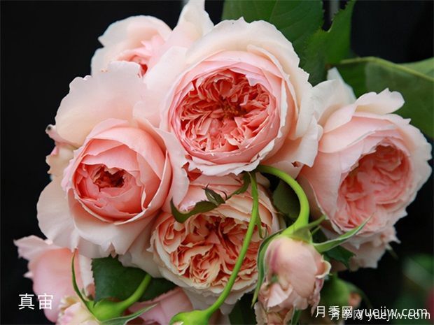 推薦8種優(yōu)秀月季品種，都是精挑細(xì)選的(圖2)