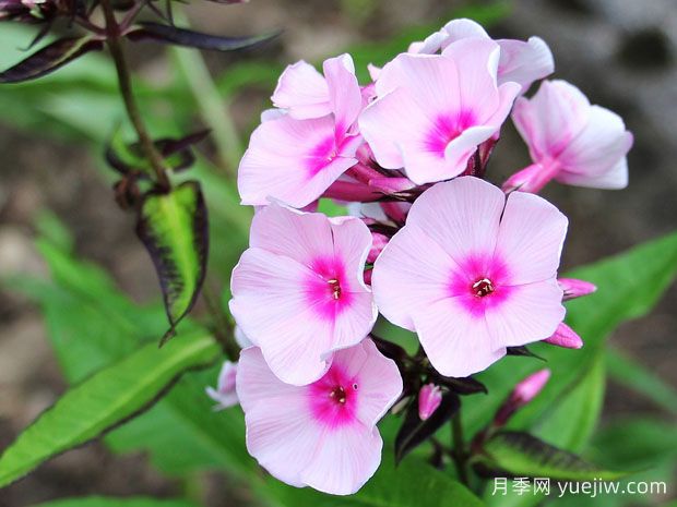 秋播16種草花品種，打造來年花園的絢麗燦爛(圖1)