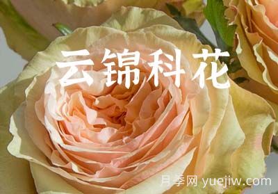 月季育種家：中國云南錦科花卉(圖1)