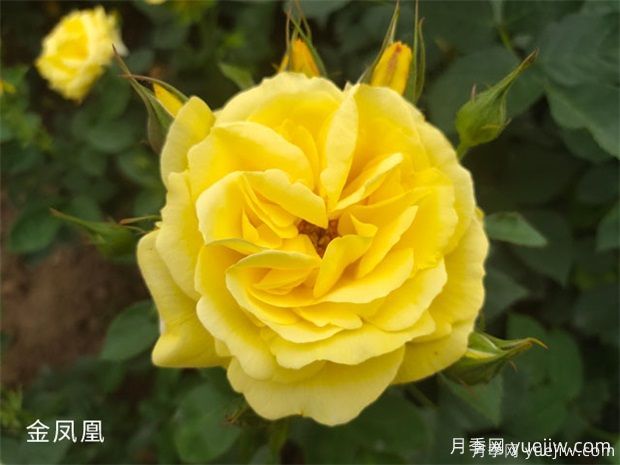 常見(jiàn)50個(gè)月季品種介紹，抗性好花不斷，可以買(mǎi)得到的經(jīng)典(圖2)