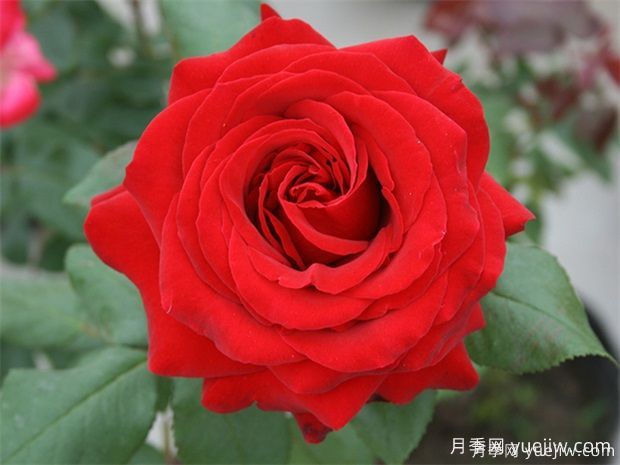 常見(jiàn)50個(gè)月季品種介紹，抗性好花不斷，可以買(mǎi)得到的經(jīng)典(圖4)