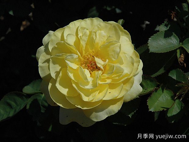 十大濃香月季排行榜，種一棵滿室飄香(圖10)