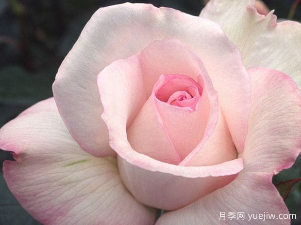 十大濃香月季排行榜，種一棵滿室飄香(圖9)