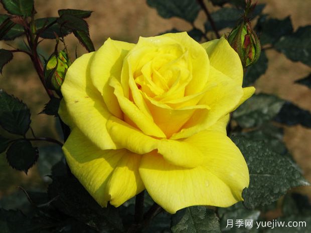 太陽仙子月季(圖1)