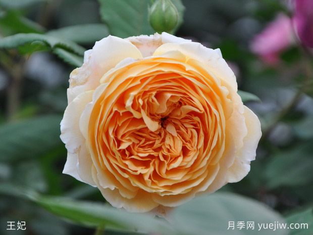 8種經(jīng)典灌木月季品種介紹，抗病開花能力都很棒(圖1)