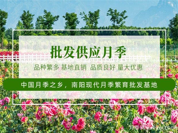月季***新批發(fā)價(jià)格表，2025年4月月季網(wǎng)行情報(bào)價(jià)(圖1)