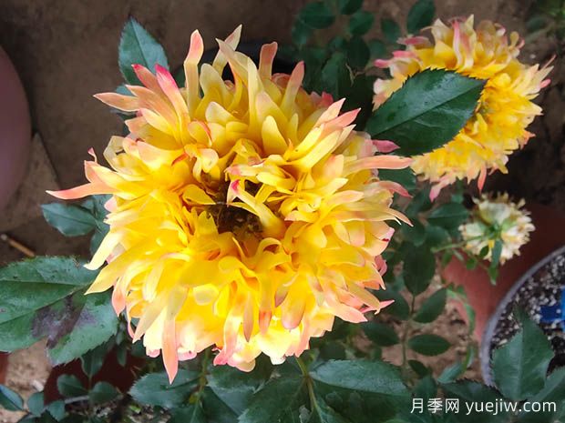 十大熱門(mén)月季品種介紹，花大色艷(圖1)