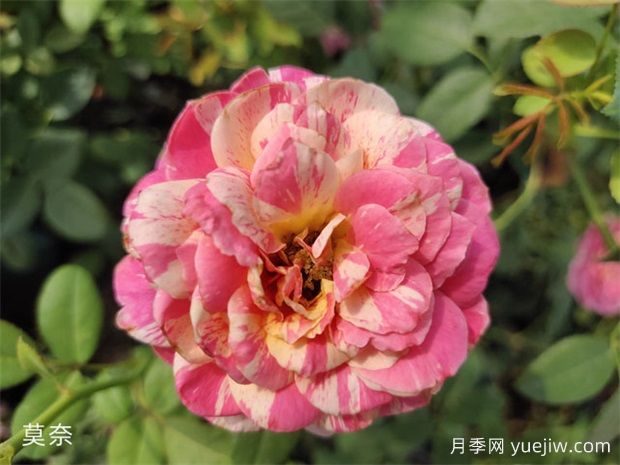 推薦十大勤花月季品種，一年四季花開(kāi)不斷(圖2)