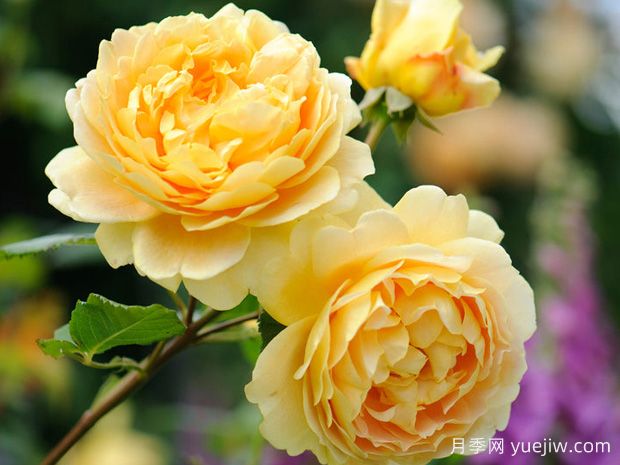 推薦十大勤花月季品種，一年四季花開(kāi)不斷(圖3)