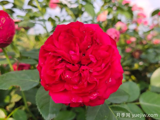 月季的耐熱三寶，夏天隨便養(yǎng)，開(kāi)花時(shí)美到爆(圖2)