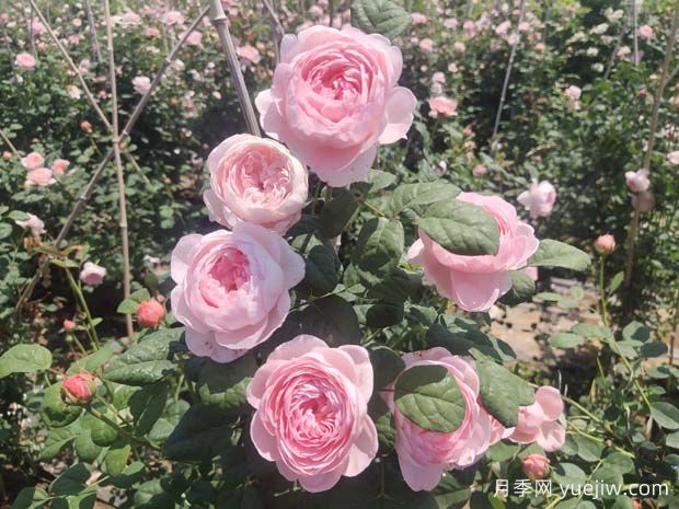 推薦15種超美的歐月月季任你選，開花多花量大(圖1)