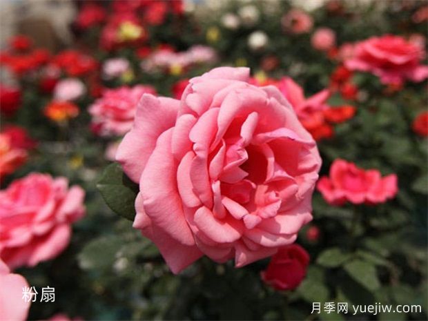 原產(chǎn)中國的玫瑰花(月季花)，是如何成為美國國花的？(圖2)