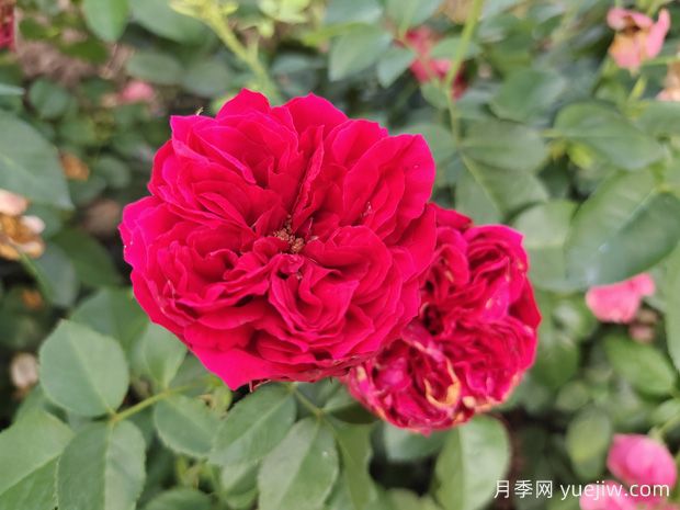 原產(chǎn)中國的玫瑰花(月季花)，是如何成為美國國花的？(圖3)