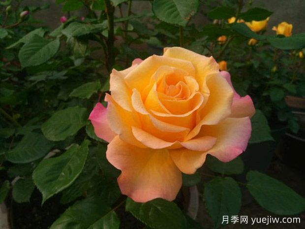 滿足個性化花卉需求！如何選擇適合自己的月季花品種？(圖1)