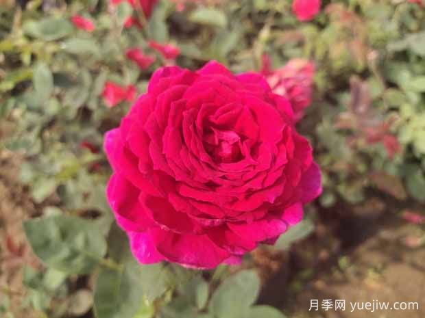 月季花有哪些觀賞和藥用價(jià)值？(圖1)