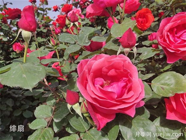 月季花開花季節(jié)有影響嗎？(圖1)