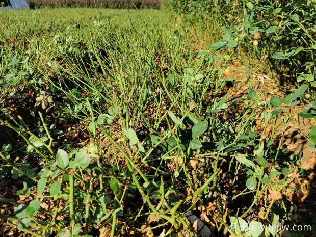 讓大花月季更加茂盛美麗，要學(xué)會修剪(圖1)