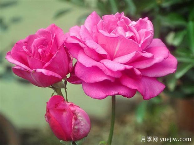 影響大花月季開花時間的因素喲哪些？(圖1)