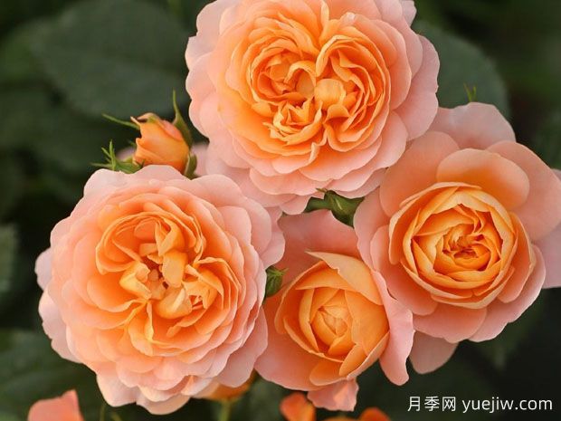 月季花通用養(yǎng)護(hù)技巧總結(jié)，為啥買來幾天月季就蔫了？(圖2)