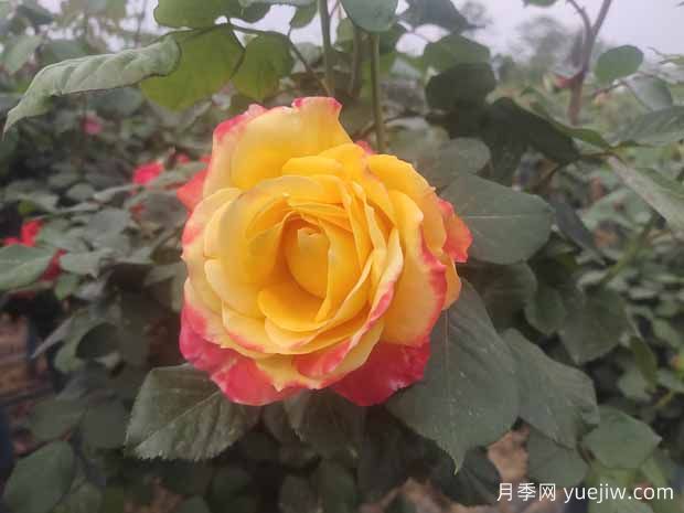 月季養(yǎng)護(hù)6要素，學(xué)會了輕松養(yǎng)爆盆！(圖1)