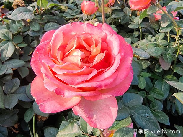 如何摘除月季枯花？(圖1)