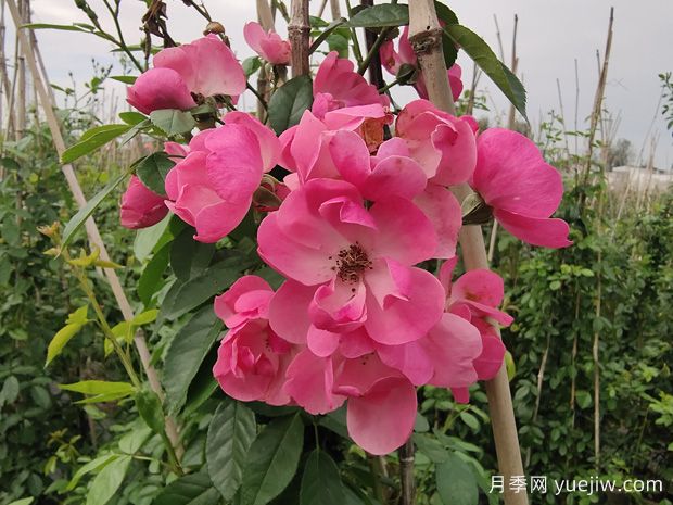 入冬后月季花怎么養(yǎng)？月季花如何才能開爆花？(圖1)