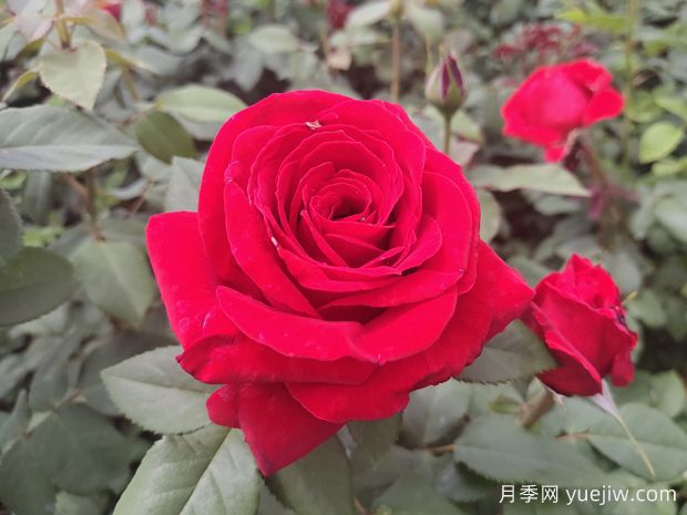 愛花必養(yǎng)大花月季，花大味香還好養(yǎng)，(圖1)