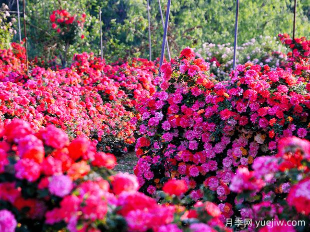 月季花為什么要種在城市綠化帶？原來(lái)月季渾身都是寶！(圖2)
