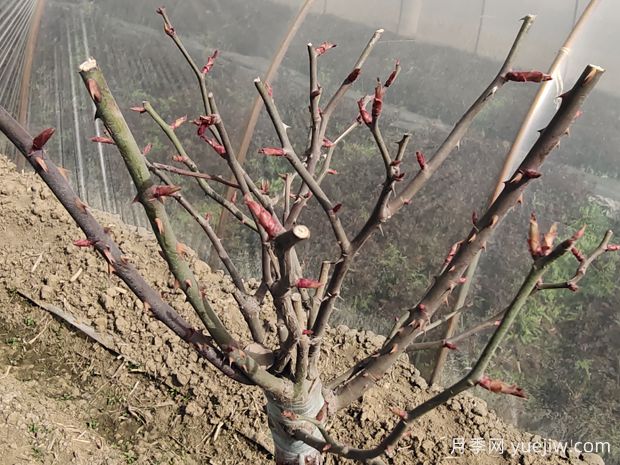 月季花怎樣修剪開花多？(圖1)