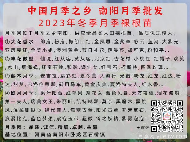 冬季南陽月季大田裸根苗全品種批發(fā)供應(圖2)