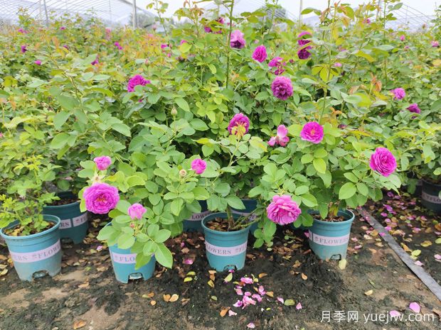 為什么椰磚種月季容易死？防范措施是什么？(圖1)