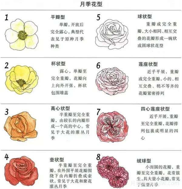 月季專業(yè)知識(shí)，分類/花型/花色/花香(圖2)