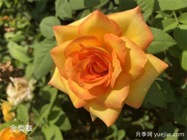 黃色系16種月季，明亮像太陽，耀眼如黃金(圖5)