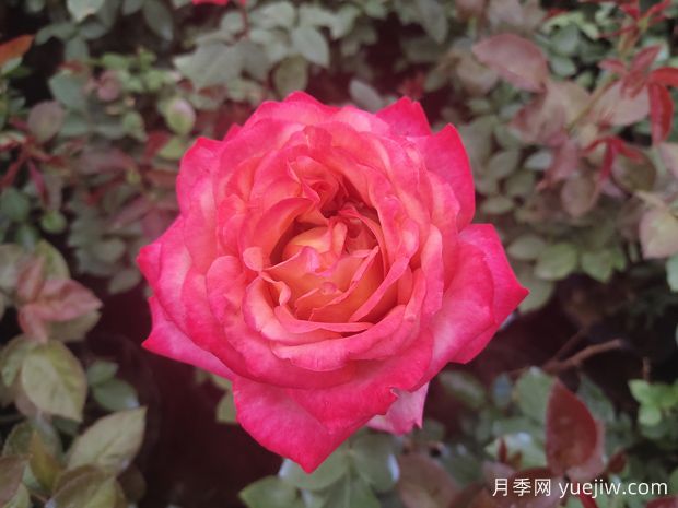 月季花什么時候開花？(圖1)