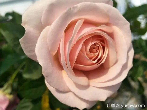 彗星王陽臺月季(圖2)