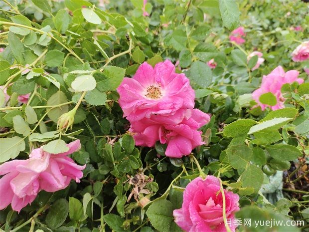 豐花仙境盆栽月季2.5萬(wàn)株美化陜西西安景觀(圖1)