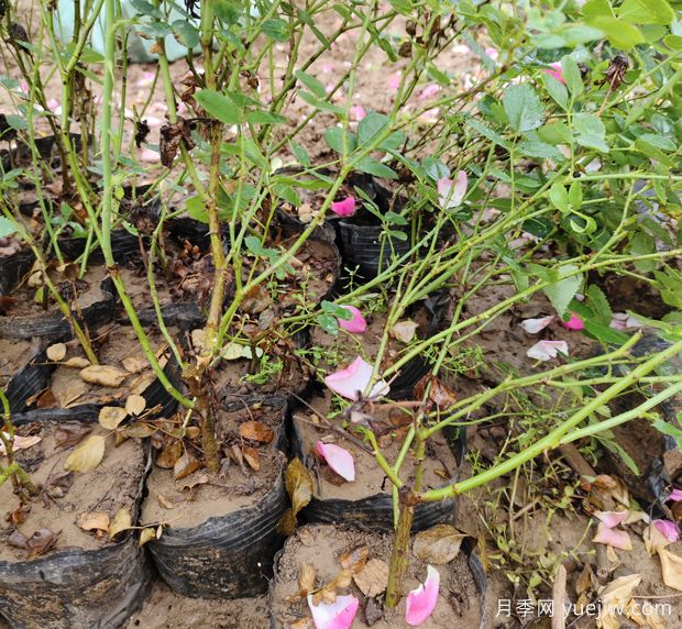 豐花仙境盆栽月季2.5萬(wàn)株美化陜西西安景觀(圖3)