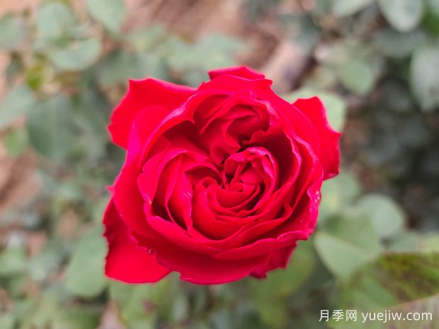 月季如何進(jìn)行定期修剪，維持植株的健康生長(zhǎng)？(圖1)