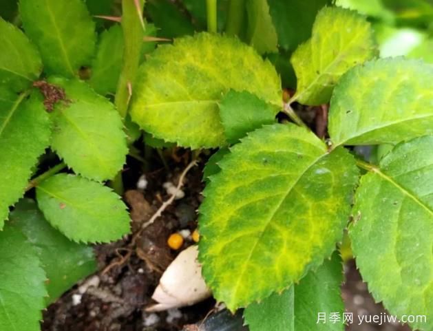 初冬月季出現(xiàn)大量黃葉，需要打藥嗎？(圖1)