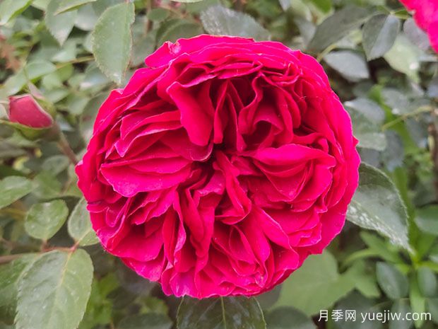 5款爬藤月季好養(yǎng)好看，養(yǎng)出漂亮的花墻不是夢(圖3)