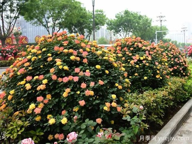 藤本月季廣泛應用城市綠化，美化效果顯著(圖3)