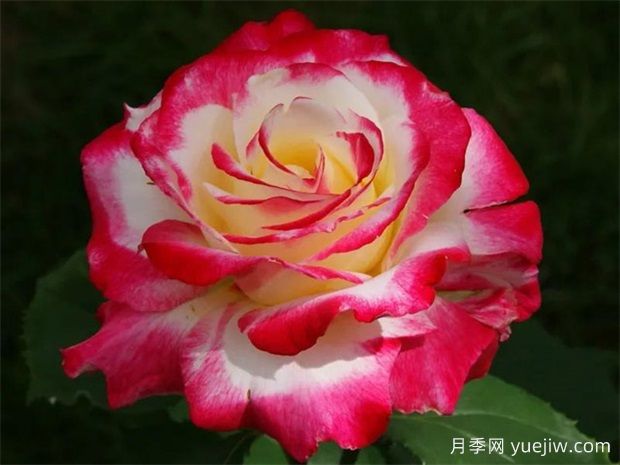 紅雙喜月季的優(yōu)點(diǎn)解析，不愧為著名的混色月季(圖2)