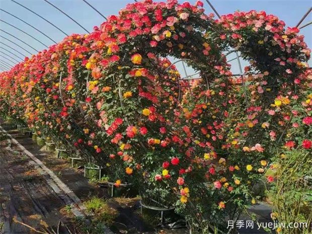 南陽常見的藤本月季造型有哪幾種？六大類美化園林(圖4)