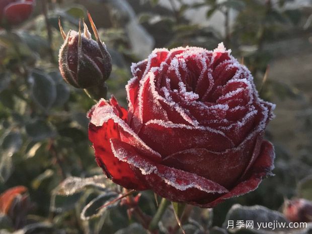 暴雪過(guò)后，月季苗該如何養(yǎng)護(hù)？才能放心越冬(圖1)