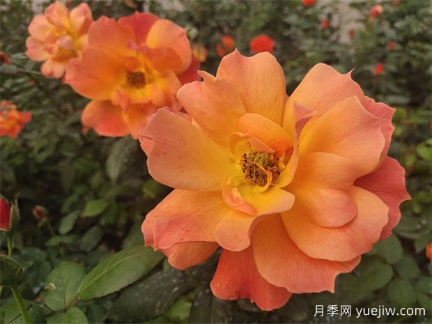 六大類型月季在綠化中的運(yùn)用！苗木工程人必看(圖2)